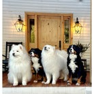 Rustic Knotty Alder 2 Panel Square Top V-Groove Exterior Door - Krosswood